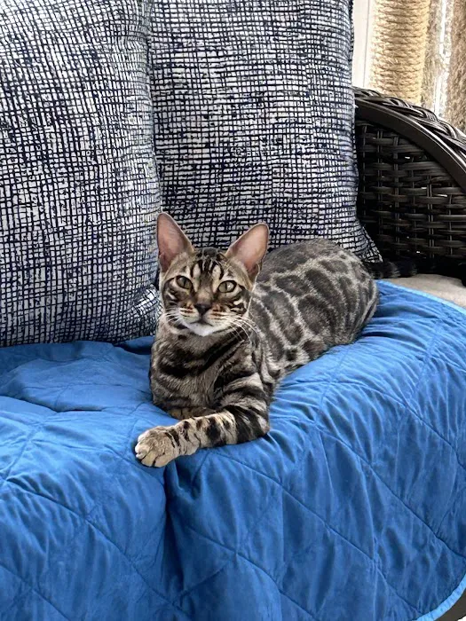 Halo Bengals Picture 5