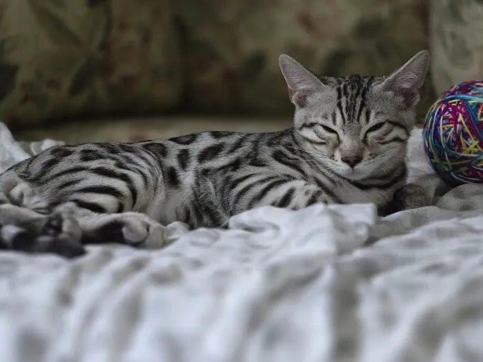 Halo Bengals Picture 3