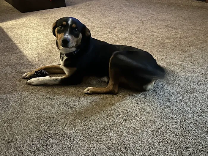 Brown Creek Animal Hospital Picture 9