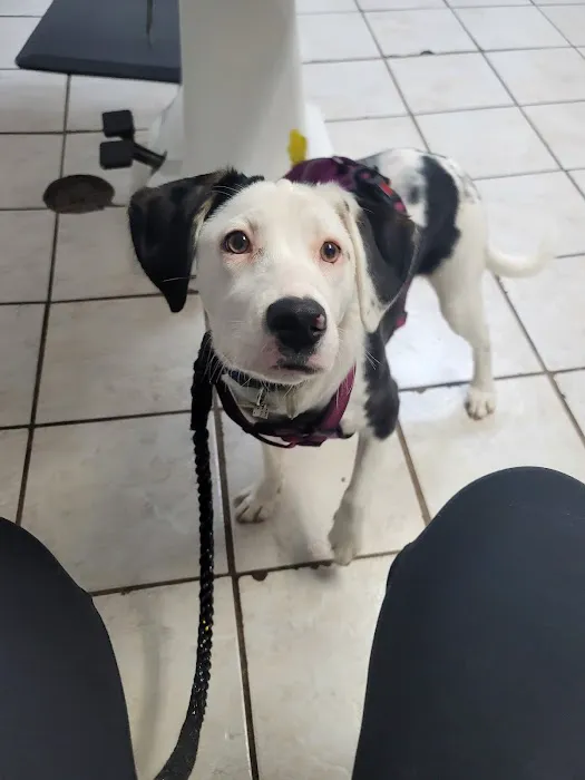 Thompson Animal Hospital Picture 2