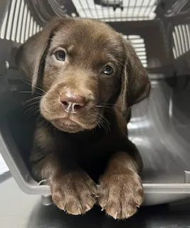 Thompson Animal Hospital Picture 6