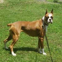 Thompson Animal Hospital ico