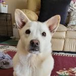 Monroe Low Cost Spay/Neuter Clinic