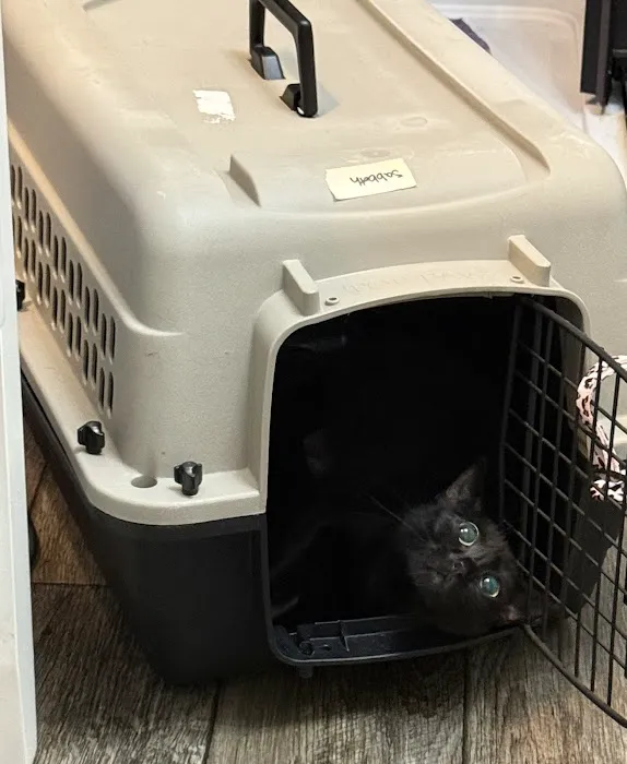 Monroe Low Cost Spay/Neuter Clinic Picture 7