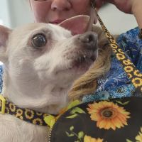Monroe Animal Hospital ico