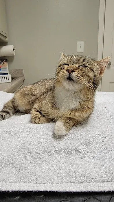 Monroe Animal Hospital Picture 5