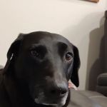 Banfield Pet Hospital