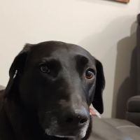 Banfield Pet Hospital ico