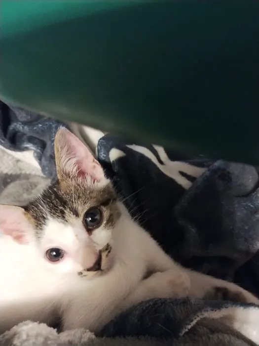 Banfield Pet Hospital Picture 7