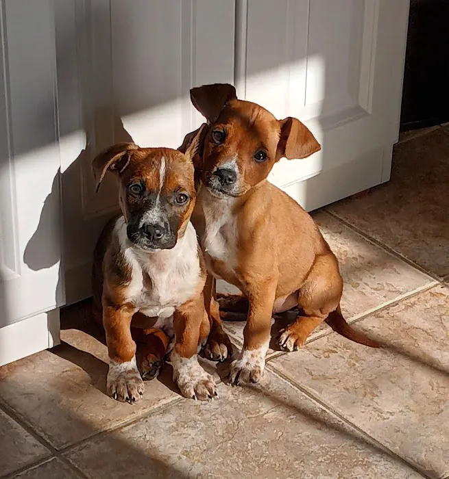 Mercy Animal Hospital Picture 9