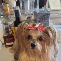 Mercy Animal Hospital ico