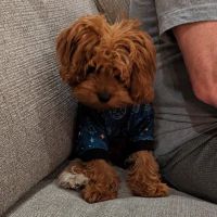 Sycamore Animal Clinic ico