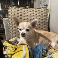 Clear Creek Animal Hospital ico