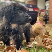 Fullwood Animal Hospital ico