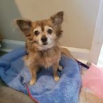 Banfield Pet Hospital