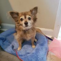 Banfield Pet Hospital ico