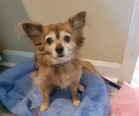 Banfield Pet Hospital