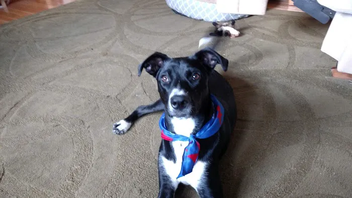 Banfield Pet Hospital Picture 2
