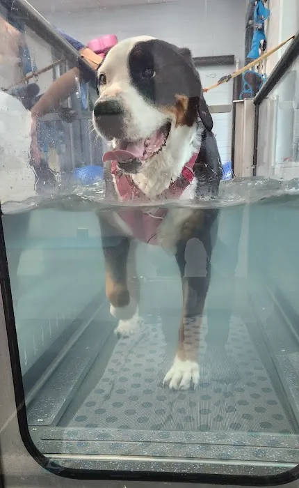 Healing Pups Charlotte Picture 4