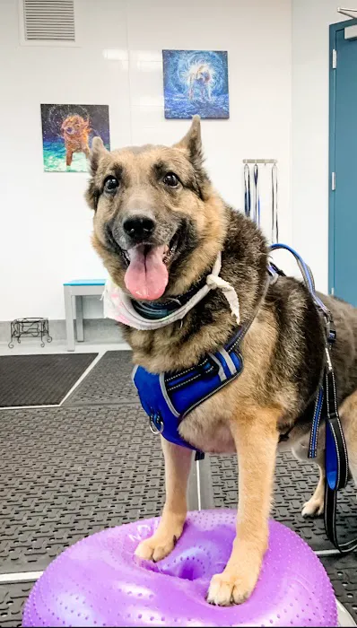 Healing Pups Charlotte Picture 6