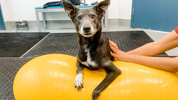 Healing Pups Charlotte Picture 10