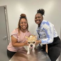 Ark Veterinary Services PLLC ico