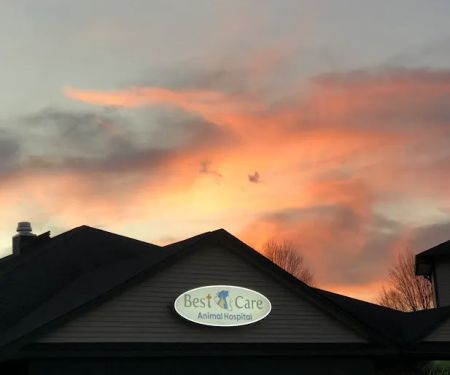 Best Care Animal Hospital Matthews & Charlotte