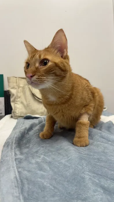 Best Care Animal Hospital Matthews & Charlotte Picture 6