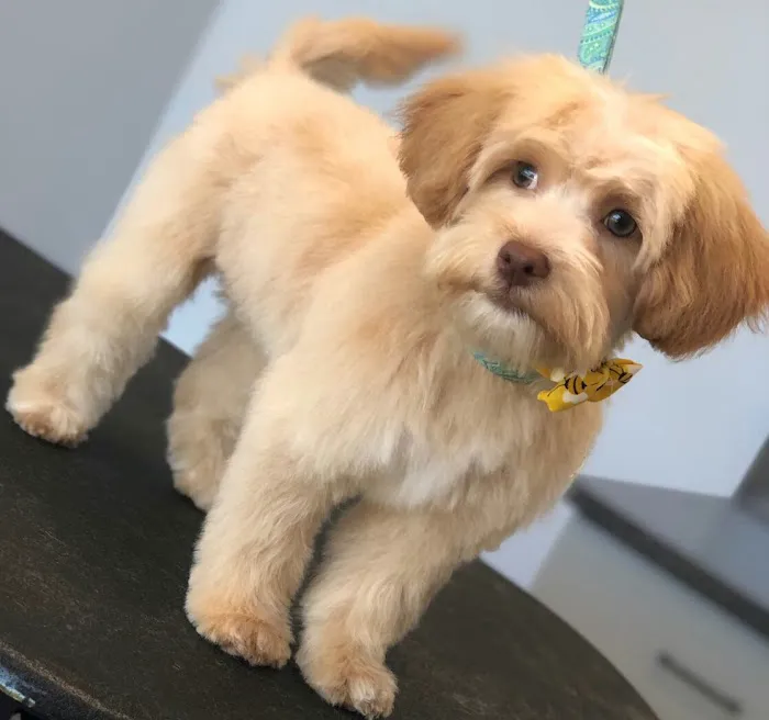 Best Care Animal Hospital Matthews & Charlotte Picture 8