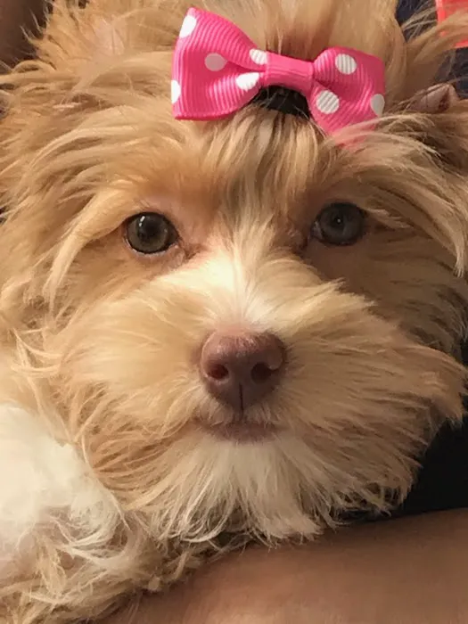 Best Care Animal Hospital Matthews & Charlotte Picture 4