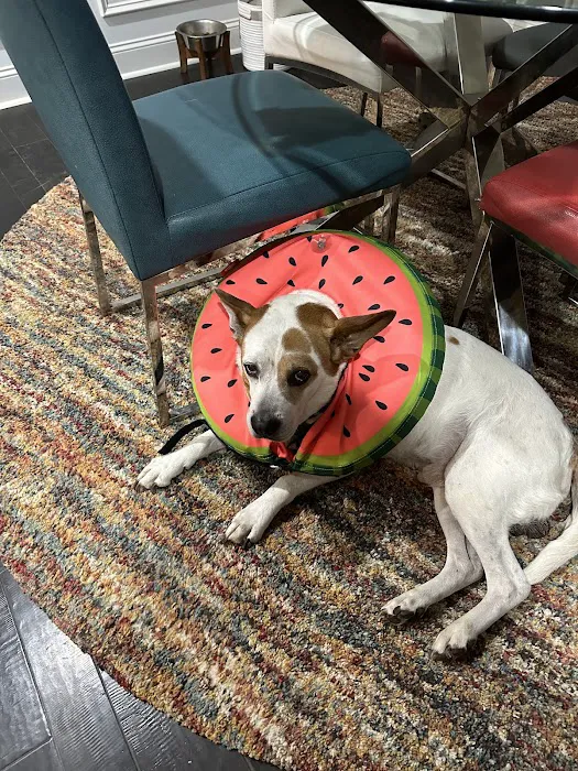 Best Care Animal Hospital Matthews & Charlotte Picture 2