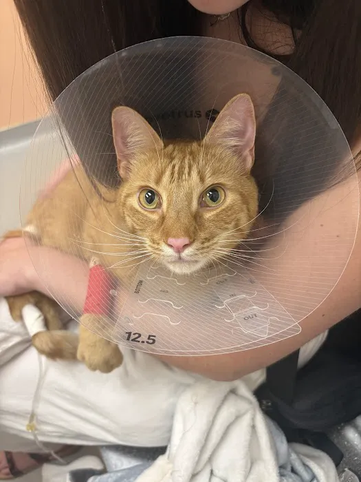 Best Care Animal Hospital Matthews & Charlotte Picture 7