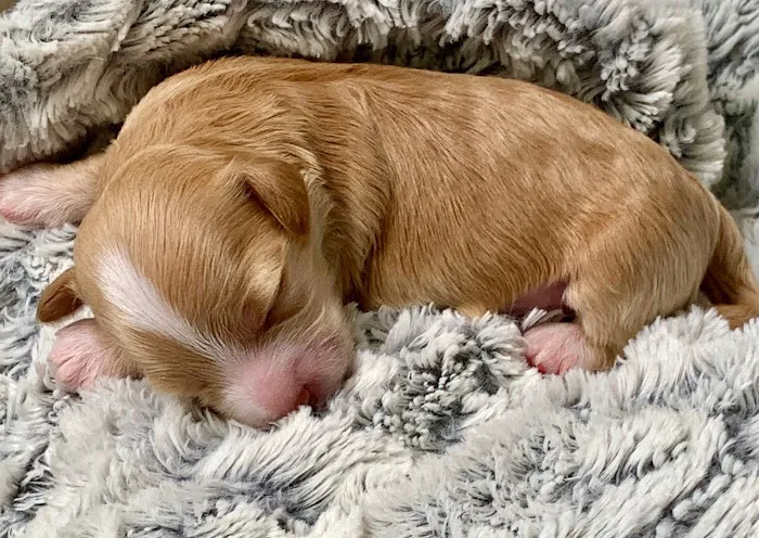Best Care Animal Hospital Matthews & Charlotte Picture 5