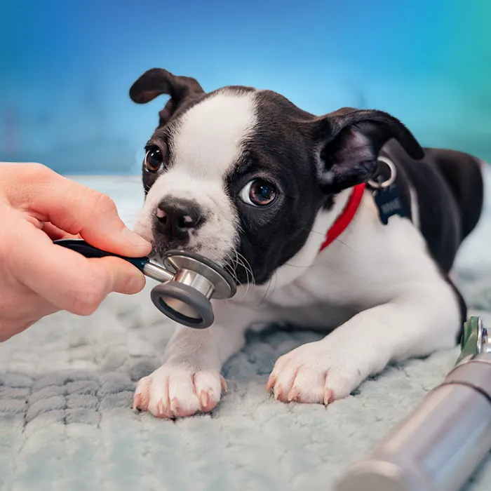 NewDay Veterinary Care Picture 4