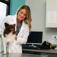 NewDay Veterinary Care ico