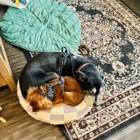 Animal Care Hospital of Matthews ico