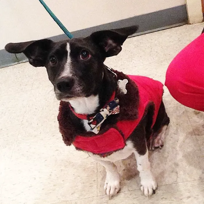 Compassionate Care Veterinary Hospital of Charlotte Picture 6