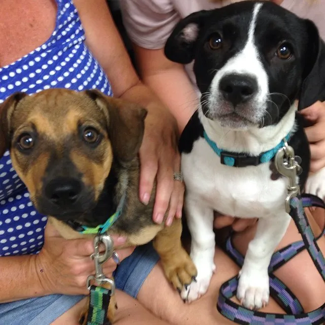 Compassionate Care Veterinary Hospital of Charlotte Picture 2