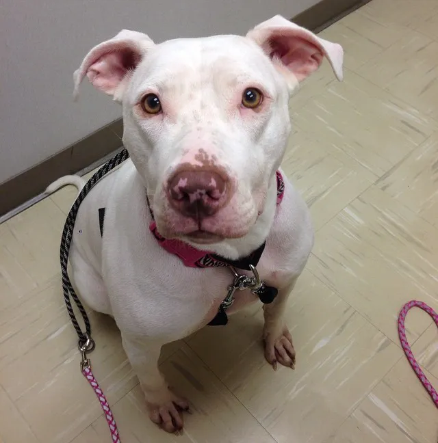 Compassionate Care Veterinary Hospital of Charlotte Picture 3