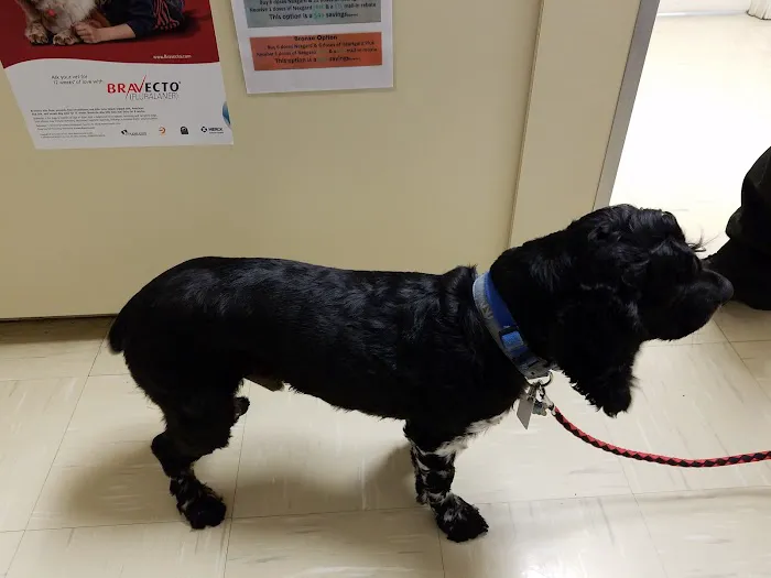 Compassionate Care Veterinary Hospital of Charlotte Picture 1