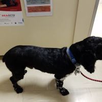 Compassionate Care Veterinary Hospital of Charlotte ico
