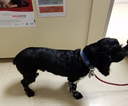 Compassionate Care Veterinary Hospital of Charlotte