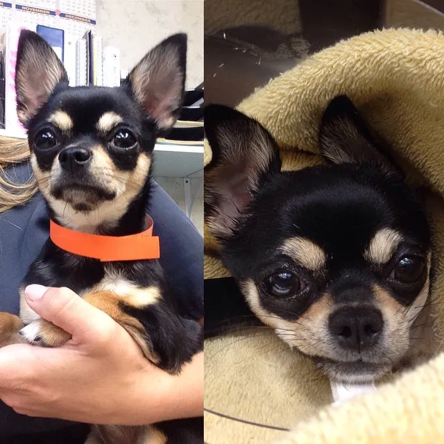 Compassionate Care Veterinary Hospital of Charlotte Picture 4
