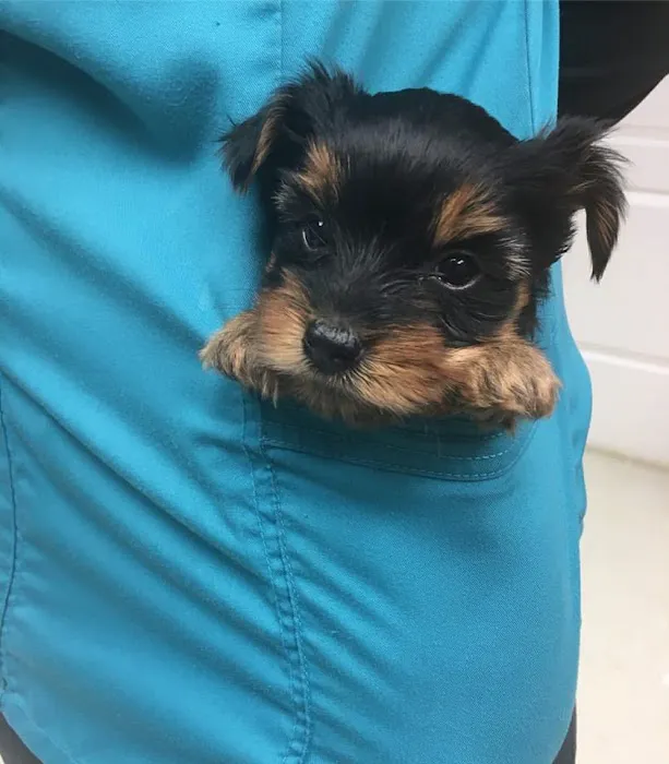 Compassionate Care Veterinary Hospital of Charlotte Picture 10