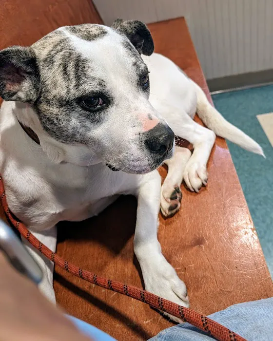 Matthews Animal Clinic Picture 2