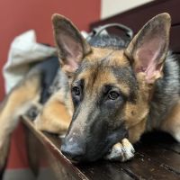 Plantation Animal Clinic ico