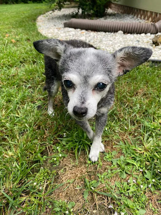 Home With You Compassionate Pet Euthanasia Picture 1