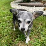Home With You Compassionate Pet Euthanasia