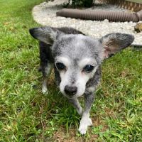 Home With You Compassionate Pet Euthanasia ico