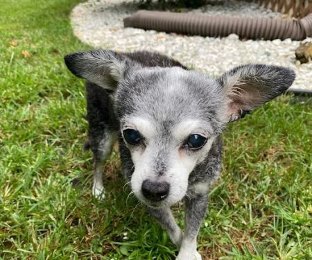 Home With You Compassionate Pet Euthanasia